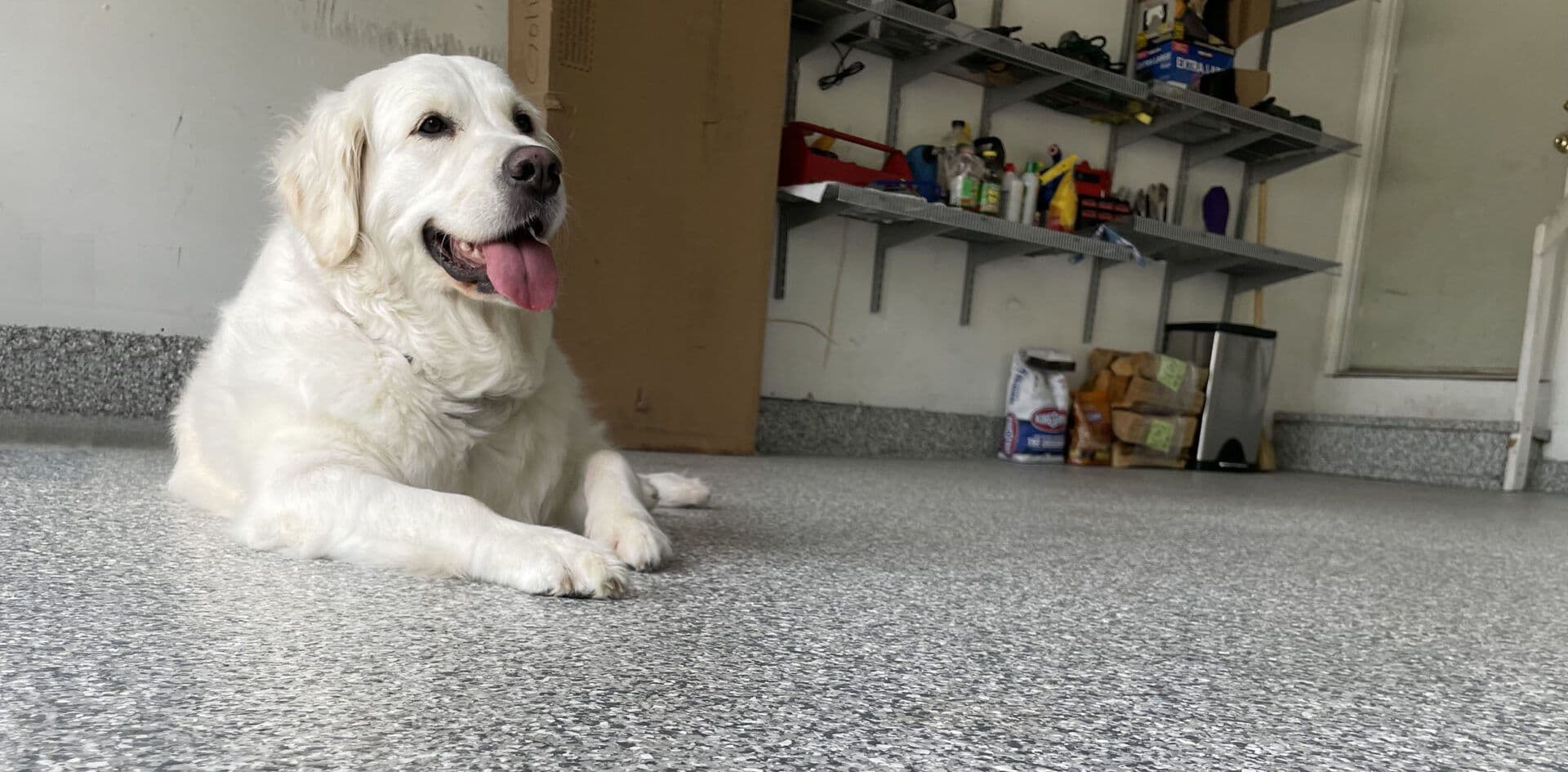 LUNA-LAYING-copy-e1678679185886-1920x945